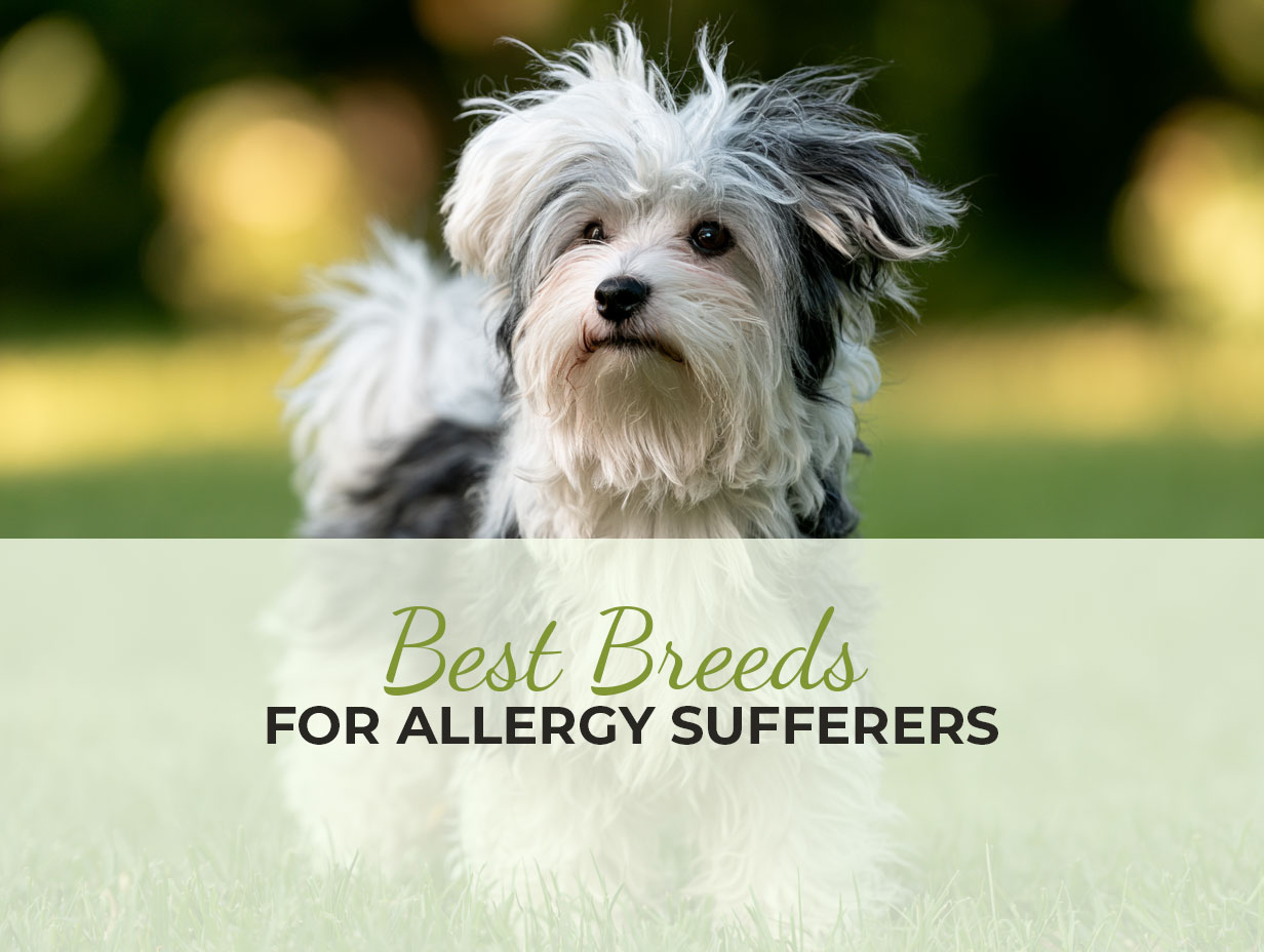 Lowest-Shedding Dogs for Allergy Sufferers