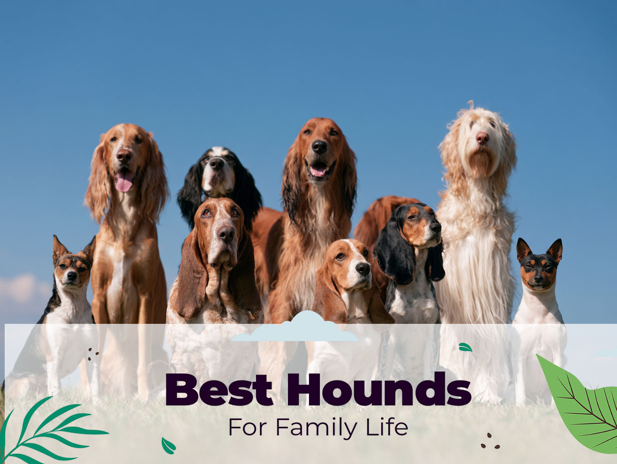 Best Hounds for Family Life: Ranked by Daily Fit