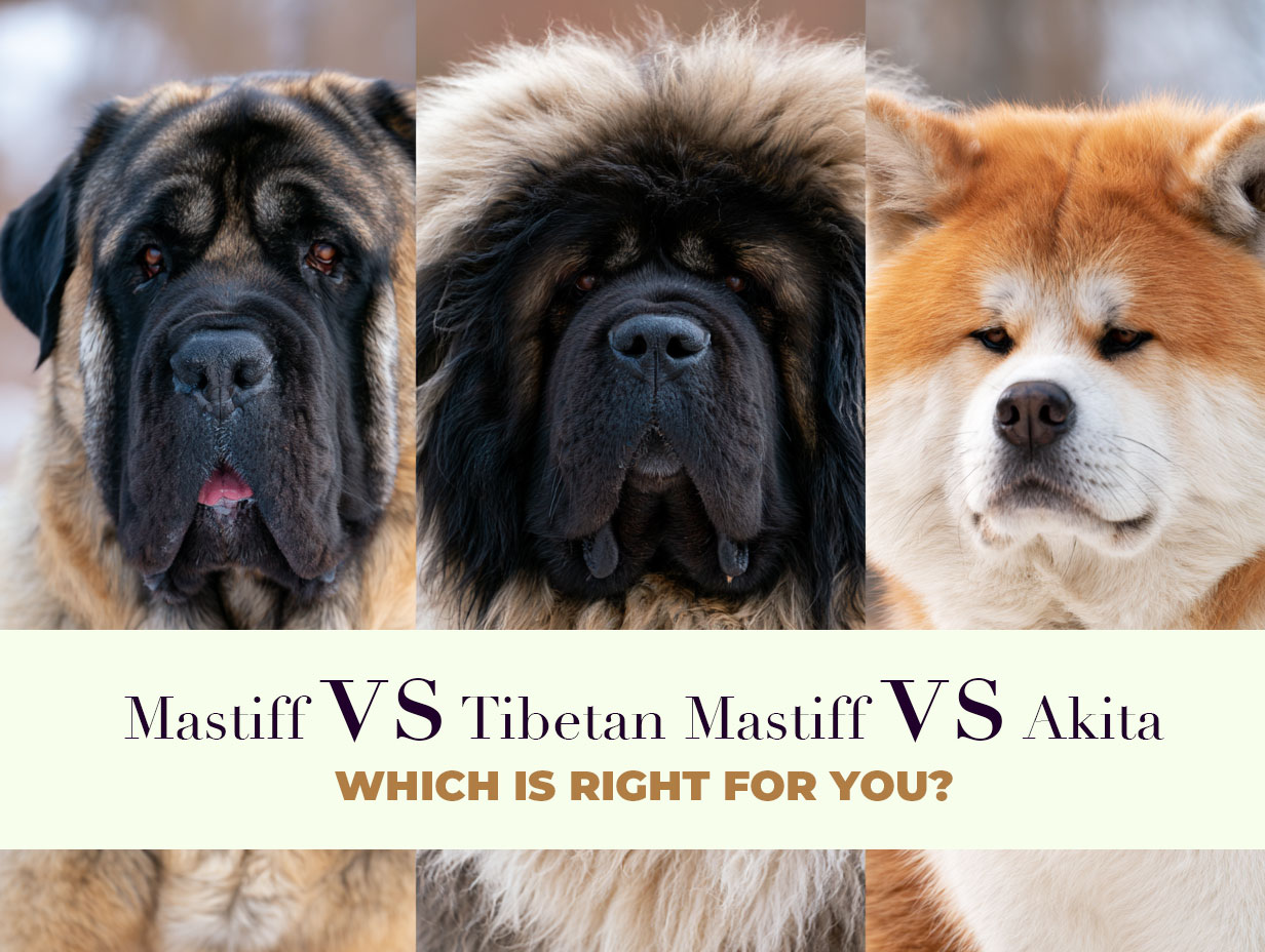 Mastiff vs Tibetan Mastiff vs Akita: Which Is Right for You?